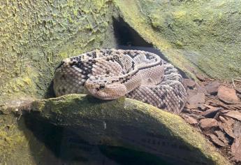 Llega a Culiacán la exposición Los Reptiles más Venenosos del Mundo