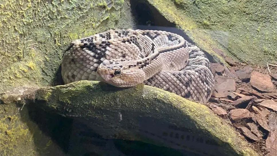 Llega a Culiacán la exposición Los Reptiles más Venenosos del Mundo