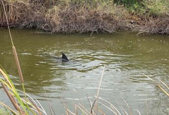 Es un misterio el cómo llegaron delfines al dren: ZOO de Culiacán