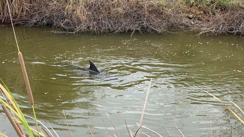 Es un misterio el cómo llegaron delfines al dren: ZOO de Culiacán