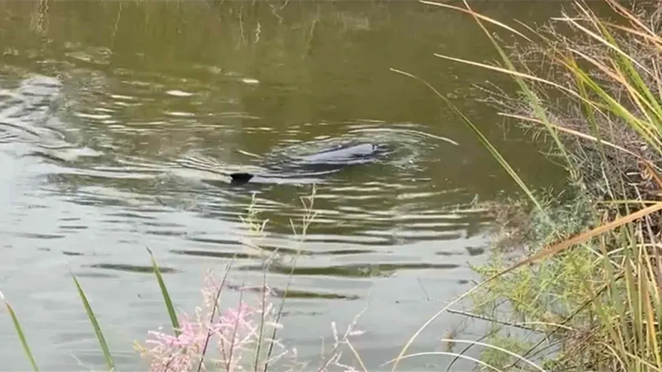 Localizan al segundo delfín atrapado, ya trabajan en su rescate