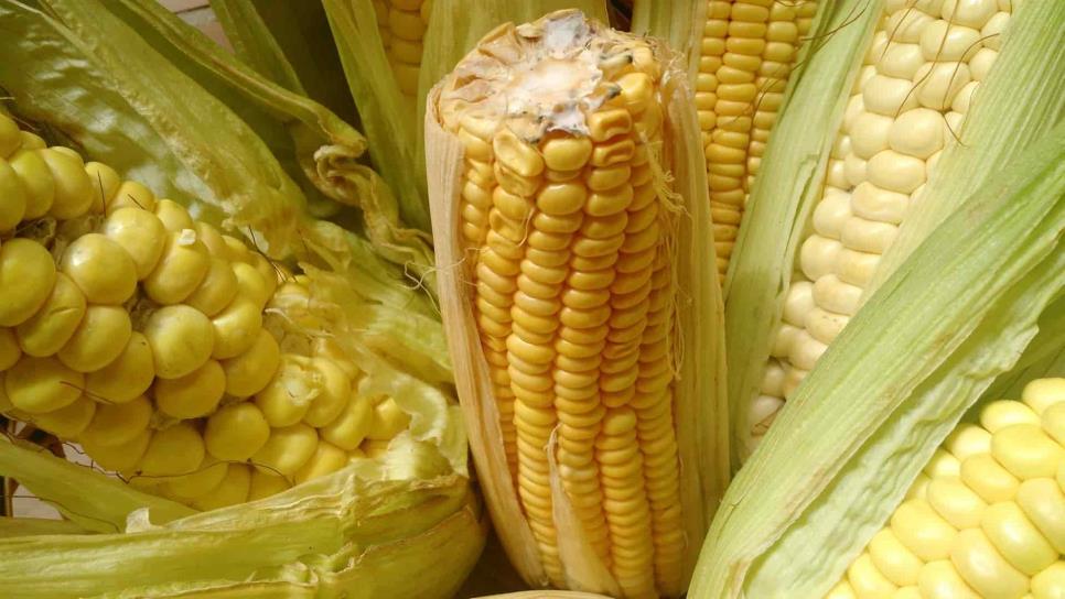 Importaciones de maíz incrementaron 23% en los últimos 3 años