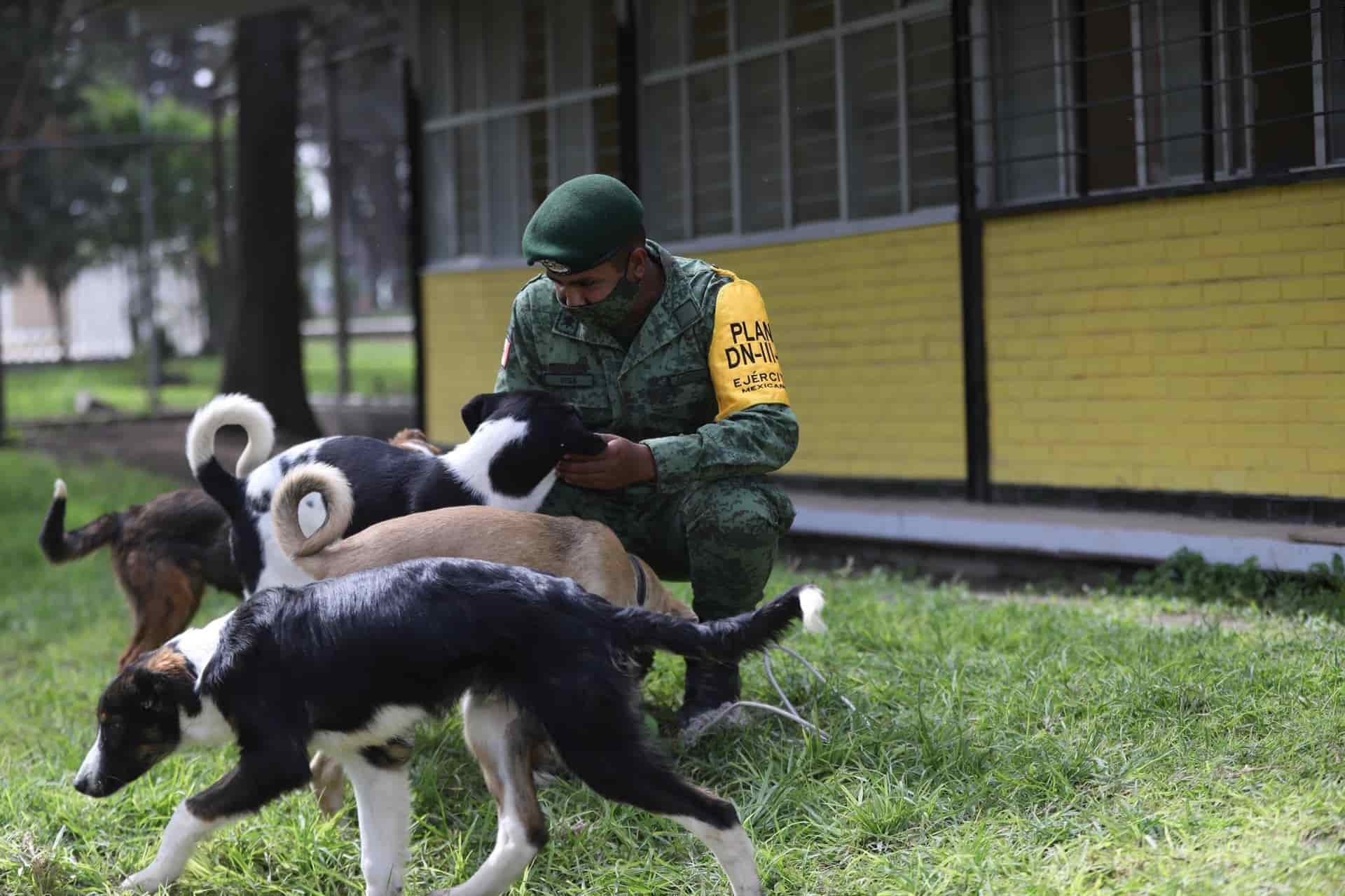 Soldados, al rescate de perros callejeros en México