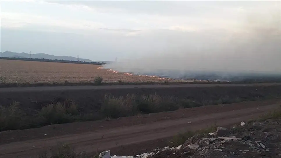 Denuncian quema de soca en predios agrícolas cercanos al dren Álamo