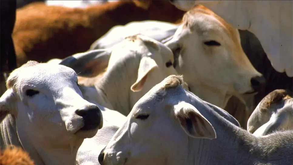 Sinaloa se ubica en el lugar 20 en cuanto a producción pecuaria