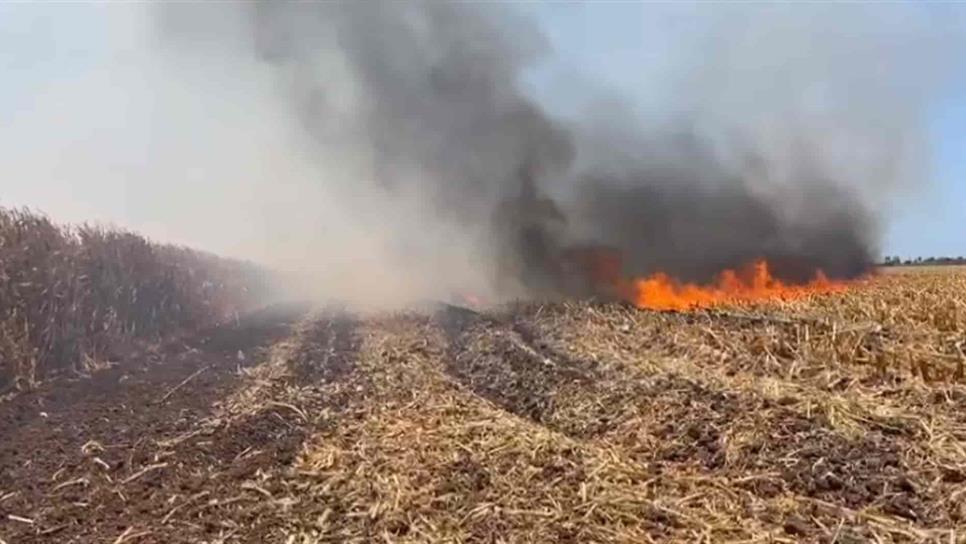 Disminuye en 40% quema de soca en Sinaloa