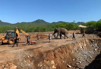 Trasladan a Big Boy al Santuario Ostok en Culiacán