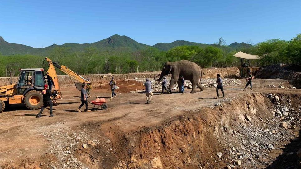 Trasladan a Big Boy al Santuario Ostok en Culiacán