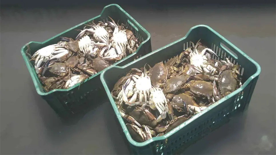 Temporada de jaiba, mejor que el año pasado: pescadores