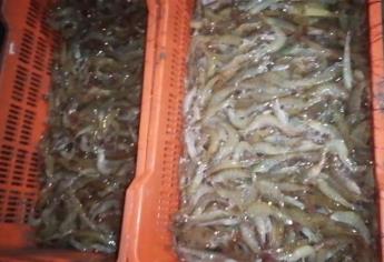 Pescadores consideran no salir en el levantamiento de veda del camarón