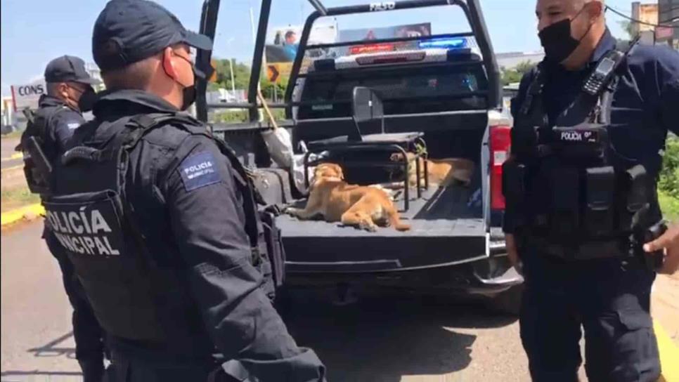 Policías rescatan a perros amarrados en un canal de Culiacán