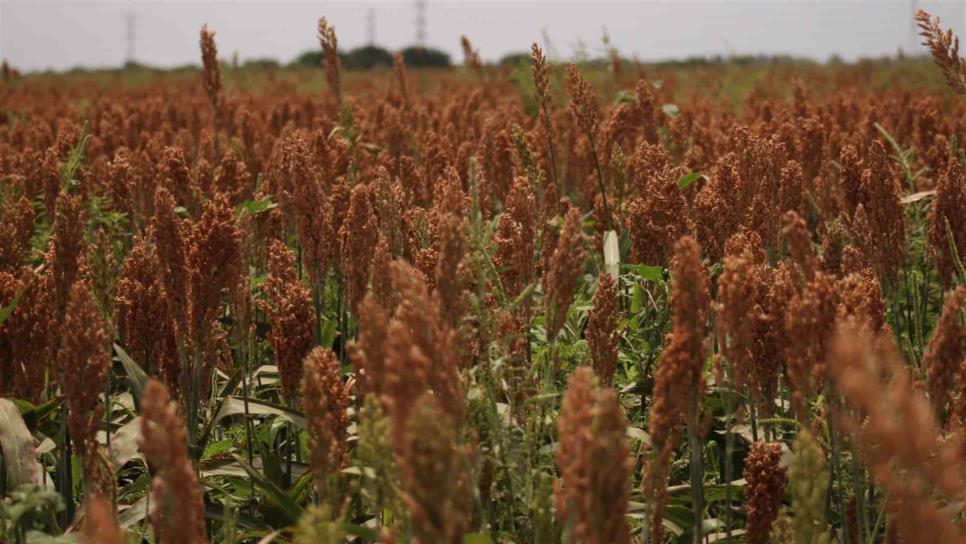 El sorgo tiene buen precio, pero productores no lo quieren