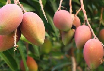 Mango sinaloense se mantiene fuerte en exportación a Estados Unidos