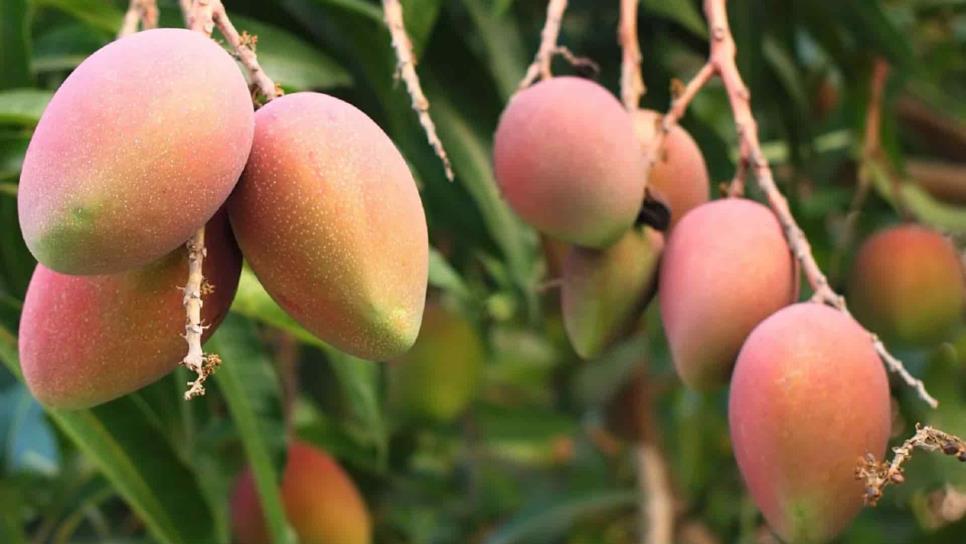 Productores de mango esperan buena cosecha el 2022