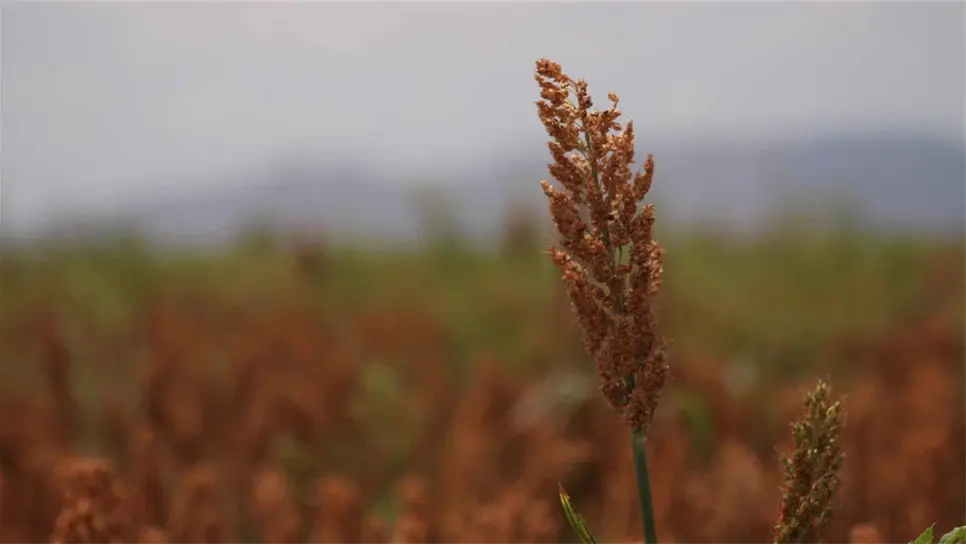 FOTO: Martín Ruiz | Archivo.
