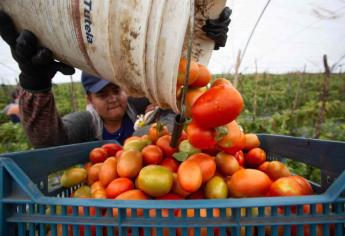 Agricultura apuntala exportaciones de Sinaloa