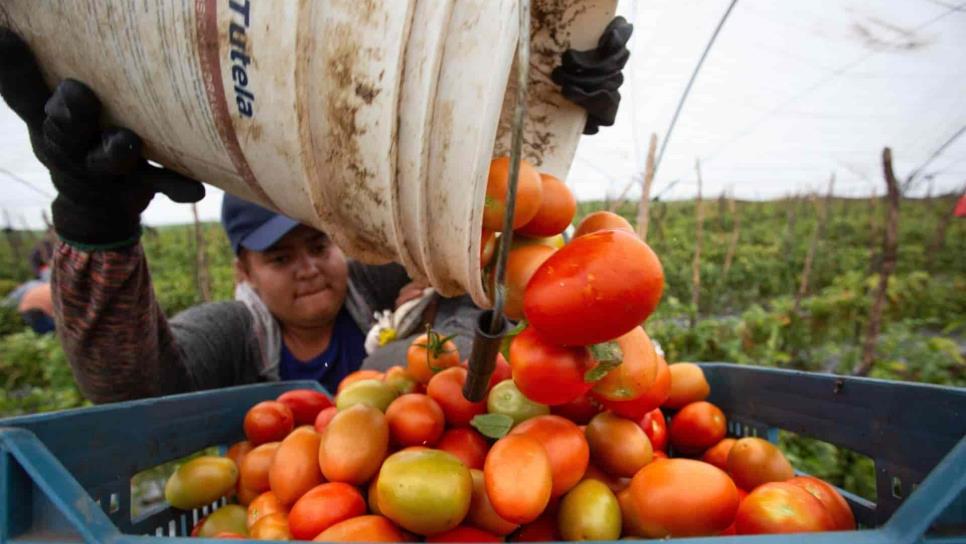 Agricultura apuntala exportaciones de Sinaloa