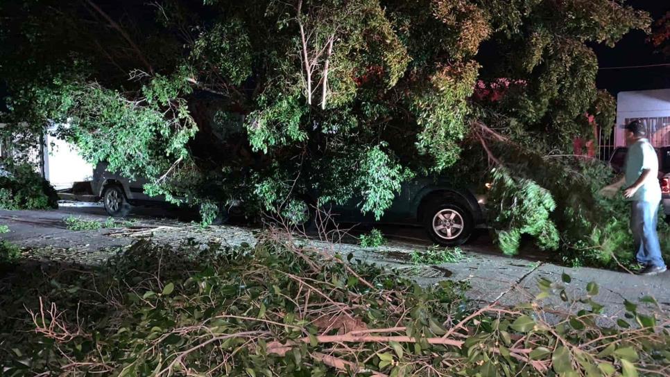 Rachas de viento en Los Mochis dejan árboles caídos y fallas de energía