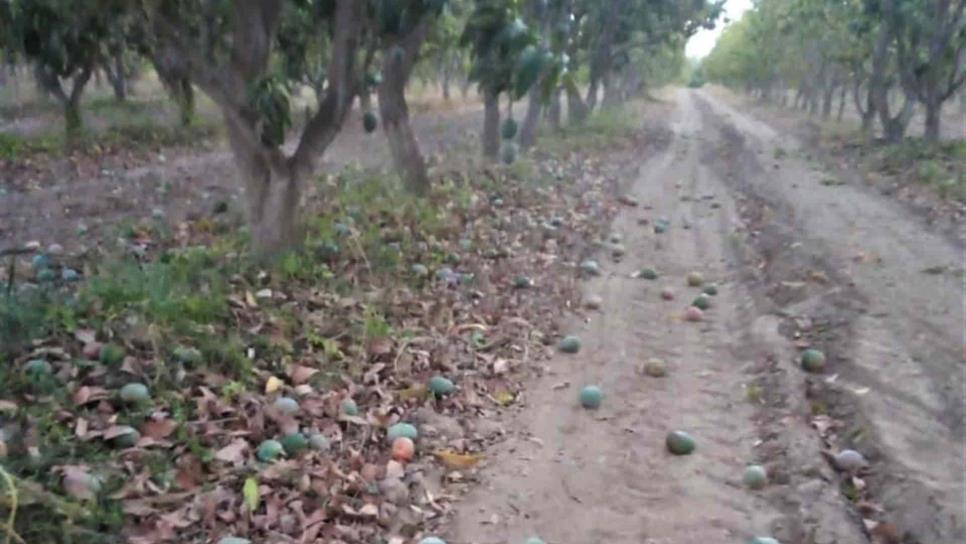 Vientos dañan entre el 20 y 30 % de la producción de mango