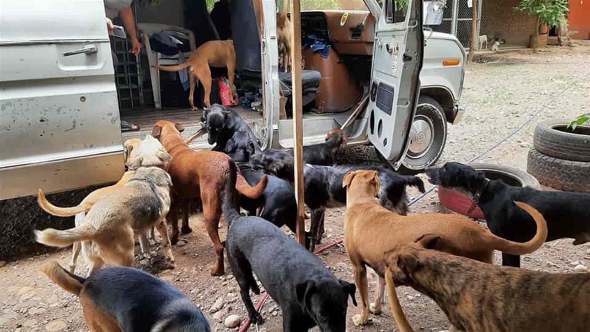 Más de 150 perros y gatos, hasta una cerdita, buscan un hogar