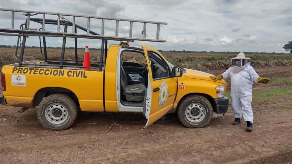 Enjambre ataca a siete personas en Guasave; un tractorista grave