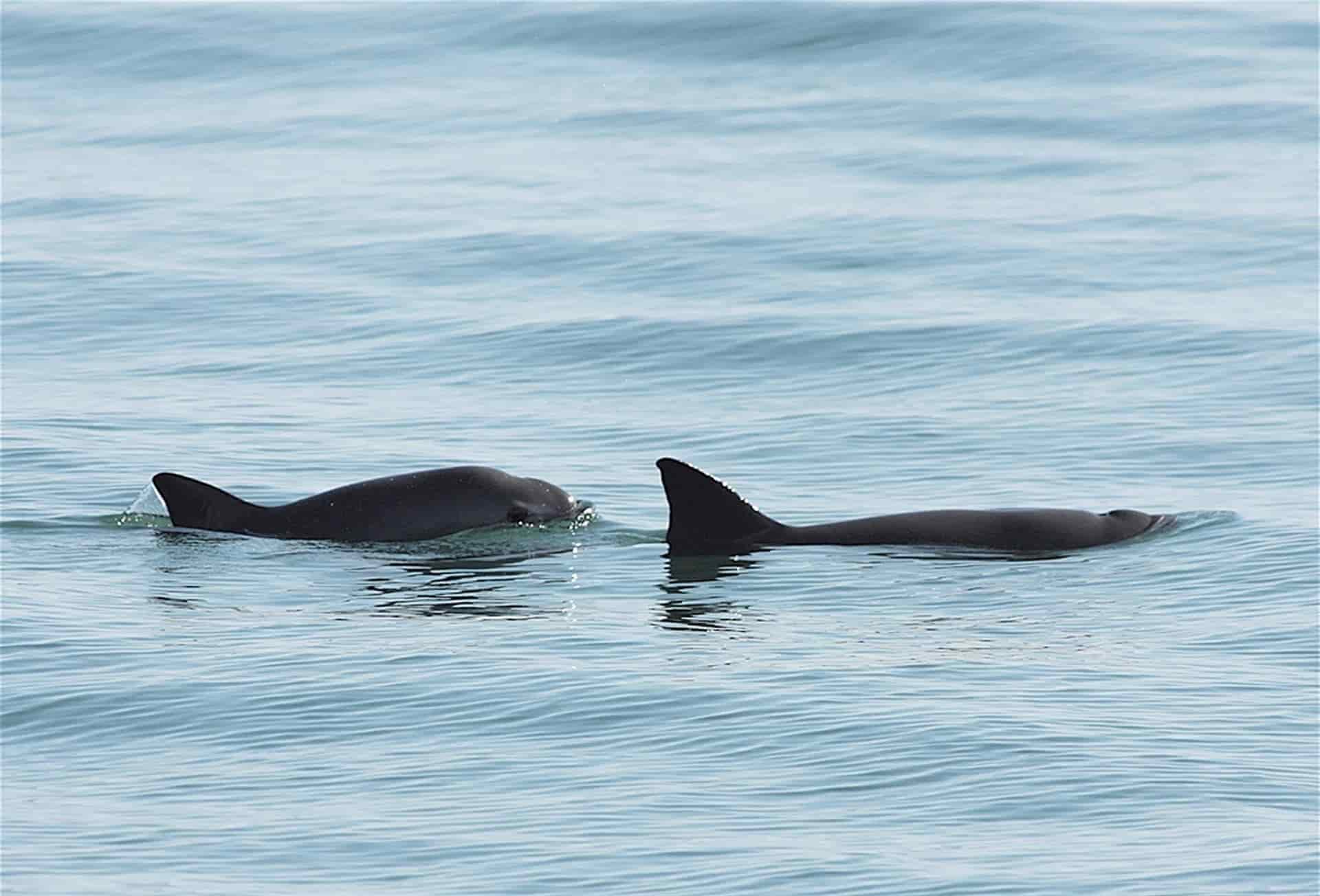 México trabajará con varias ONG para preservar hábitat de vaquita marina