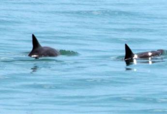 Acuerdan protección y conservación de vaquita marina en el Golfo de California