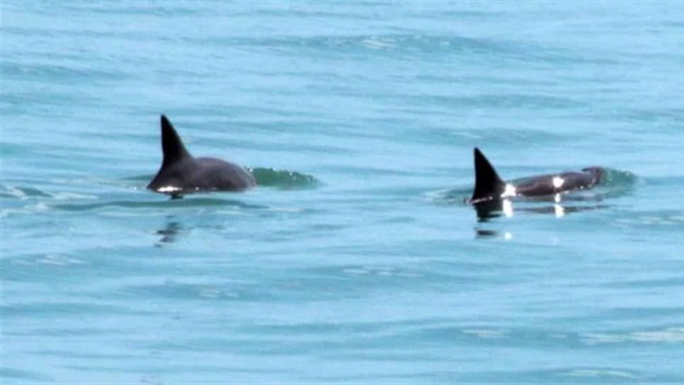 Acuerdan protección y conservación de vaquita marina en el Golfo de California