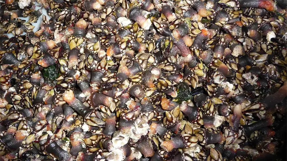 Crean un pegamento de sellado rápido de heridas inspirado en los percebes