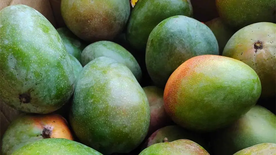 Aumento en fletes complica la exportación de productos sinaloenses