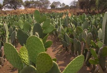 Conaza impulsa cultivo de nopal en sierra de Sinaloa