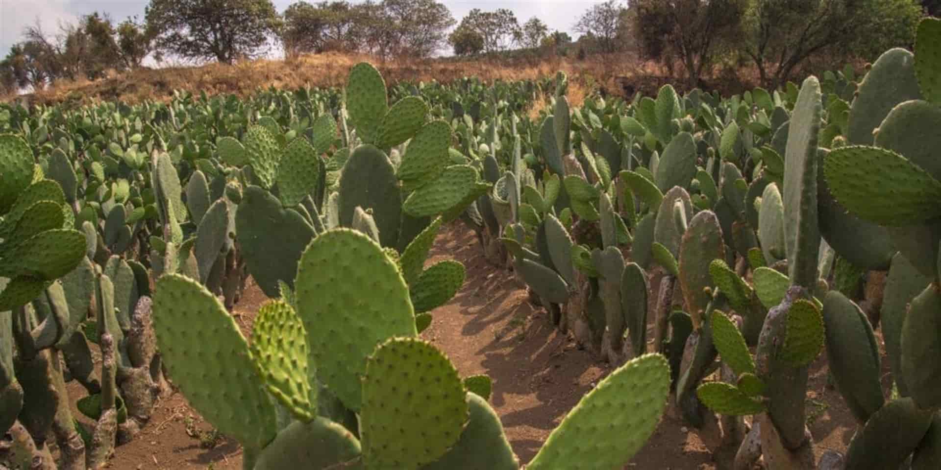 Conaza impulsa cultivo de nopal en sierra de Sinaloa