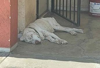 Abandono de mascotas, falta de conciencia e irresponsabilidad de los dueños
