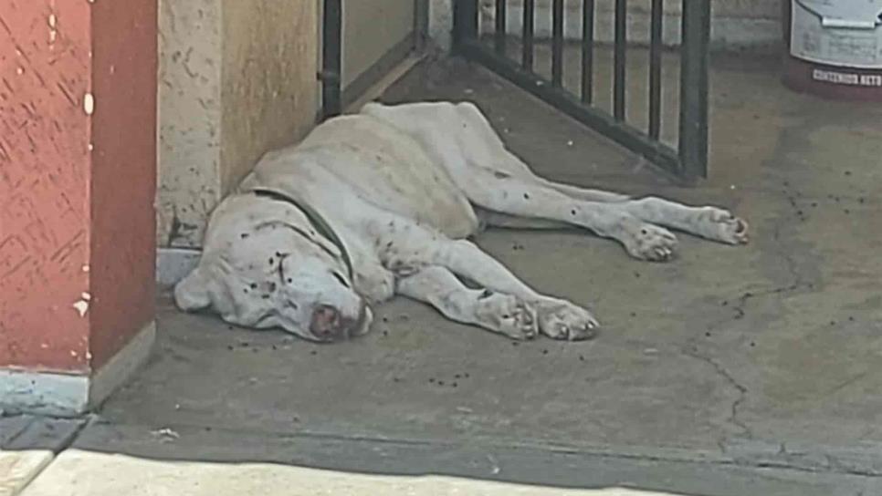 Abandono de mascotas, falta de conciencia e irresponsabilidad de los dueños Abandono de mascotas, falta de conciencia e irresponsabilidad de los dueños