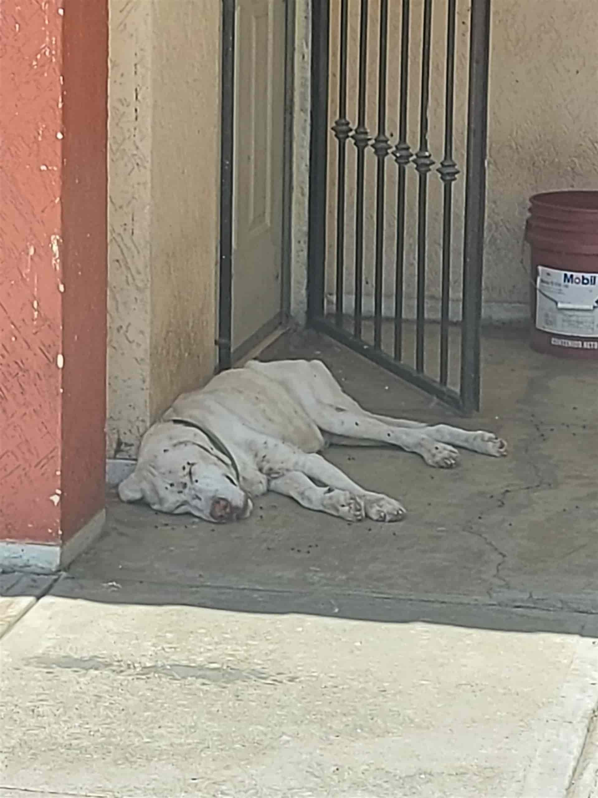 FOTO: Alexis Morales.