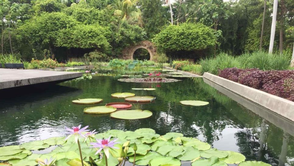 Jardín Botánico de Culiacán estrena plantas acuáticas