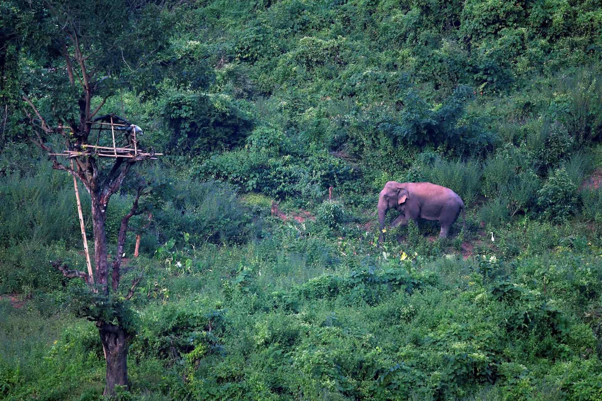 La pandemia también pasa factura a los elefantes asiáticos