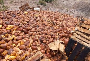 Lluvia, bajo precio y enfermedad en el mango, crean crisis en sur de Sinaloa