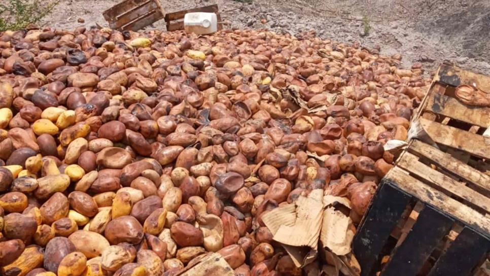 Lluvia, bajo precio y enfermedad en el mango, crean crisis en sur de Sinaloa