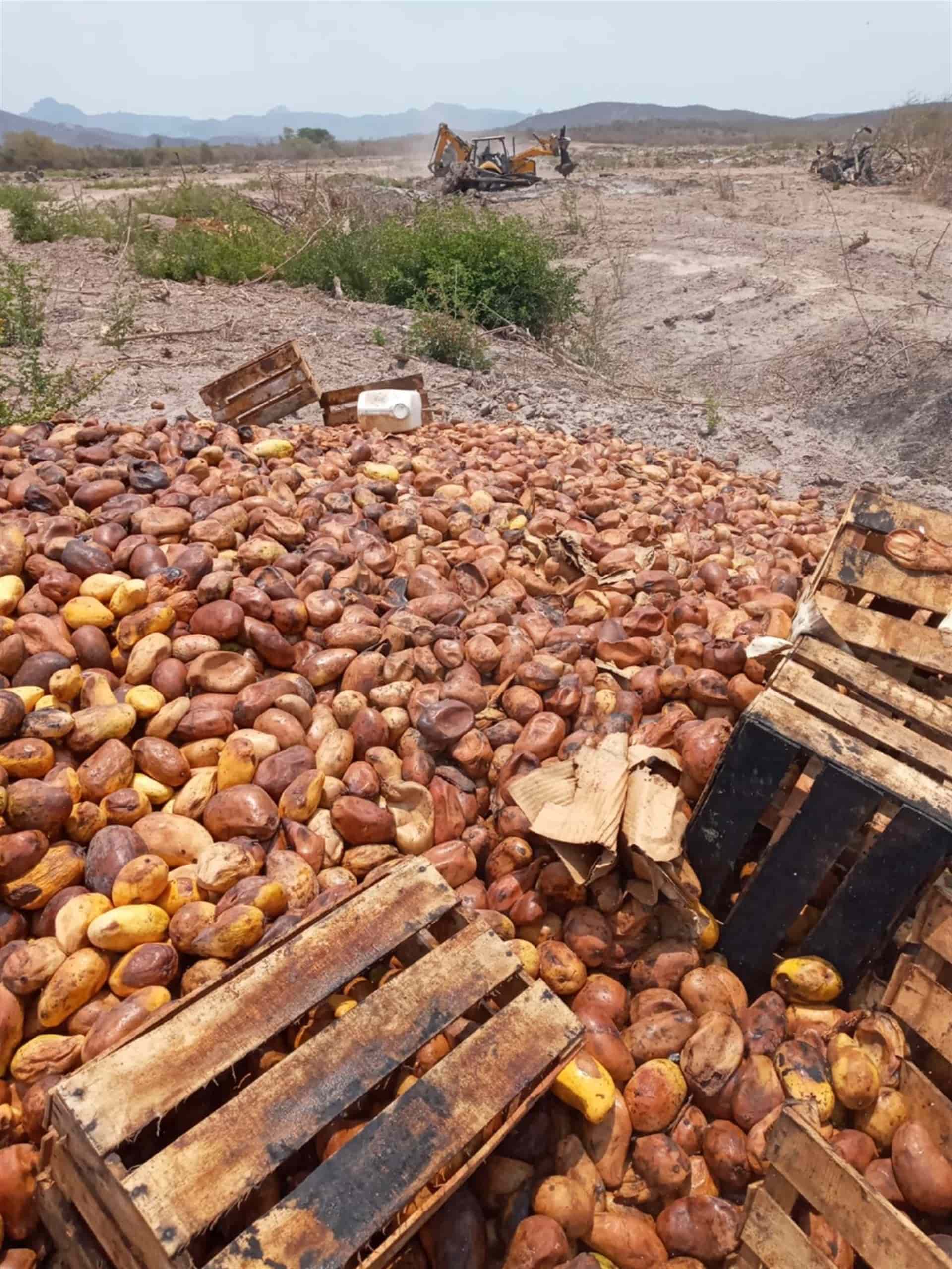 Lluvia, bajo precio y enfermedad en el mango, crean crisis en sur de Sinaloa
