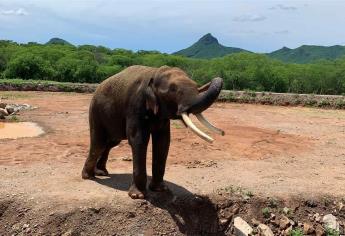 ¡En un mes! Prevén que la elefanta «Vireky» llegue al Santuario de Big Boy