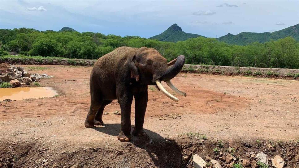 A casi un mes de su llegada a Ostok, Big Boy festeja el Día Mundial del Elefante