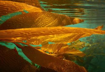 El efecto perverso del clima conserva los bosques marinos descritos por Darwin