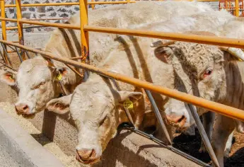 México y EU refuerzan frente contra el gusano barrenador