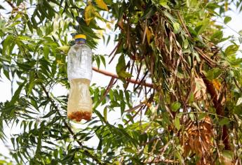 Alerta sanitaria en México por Mosca del Mediterráneo