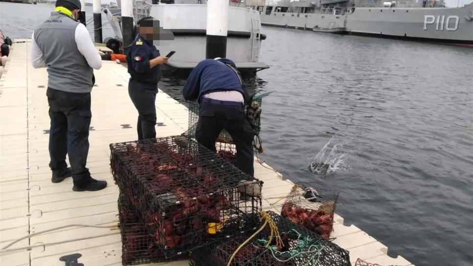 Detectan pesca ilegal de langosta roja en Baja California