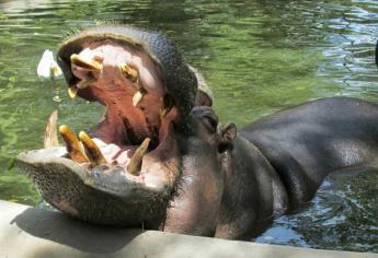 Muere Anastasio o El Gordo, hipopótamo del Zoo de Culiacán