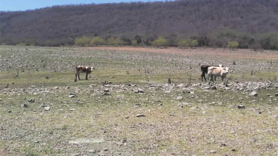 Temor entre productores de Sinaloa por regreso del fenómeno de La Niña