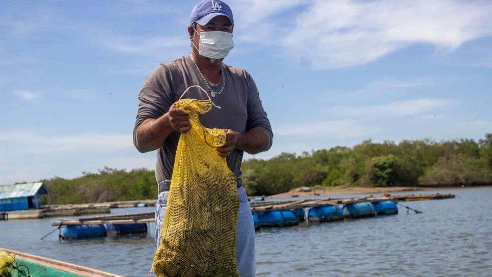 Se organizan buzos y pescadores para el fin de la veda del ostión