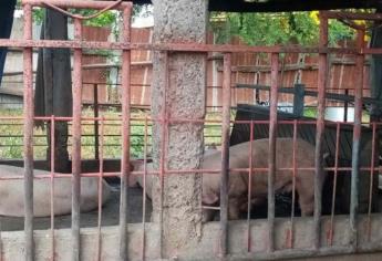 Entre malos olores por granja de cerdo viven vecinos de La Higuerita, Culiacán